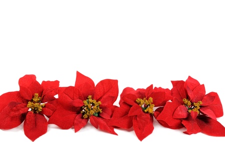 Poinsettias flowerの写真素材