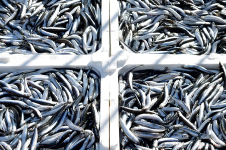Fresh sea fishの写真素材