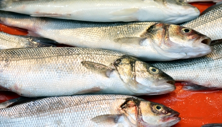 Fresh sea fishの写真素材