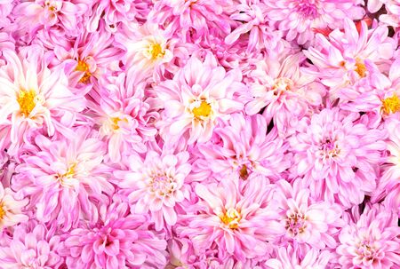 Dahlia backgroundの写真素材