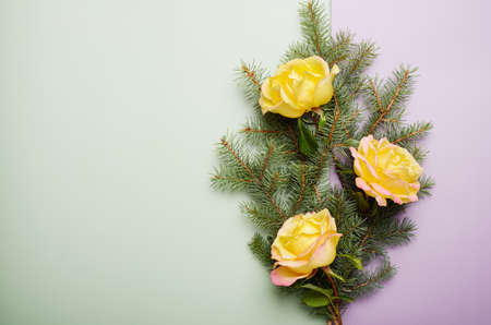 Christmas green framework background, pine tree from branch and yellow roses ,top wiew, space for text, close up.の写真素材