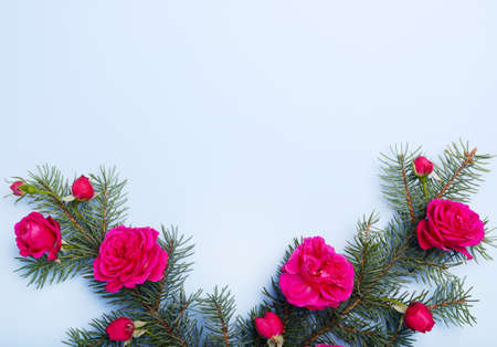 Christmas pine branches and red roses, backgroundの写真素材