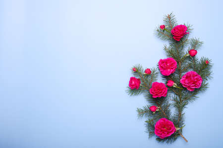 Christmas pine branches and red roses, backgroundの写真素材