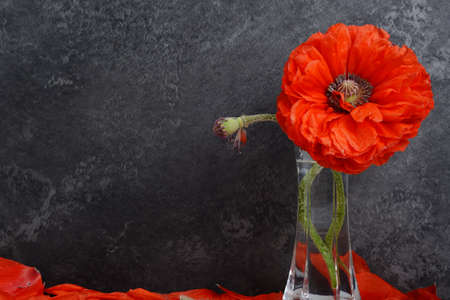 Red poppie papaver on a dark gray rock background .の写真素材
