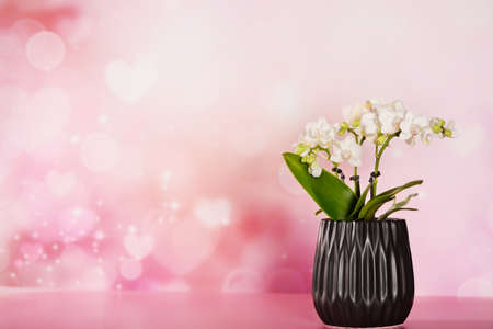 Valentine concept with orchid flower and heartsの写真素材