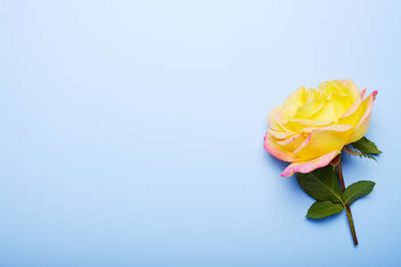Frame border composition Yellow rose on a blue background . Top view with copy space. Floral card. Holiday pattern concept.の写真素材