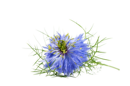 Black cumin flower isolated on white background with copy spaceの写真素材