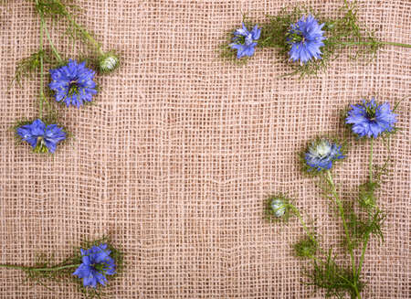 Frame border composition from little cumin flowers . Top view with copy space. Floral card. Holiday pattern concept.の写真素材