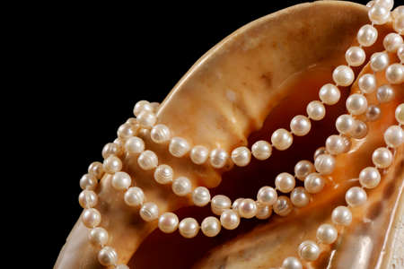 Seashell abstract background with mother of pearl seashell and naturel pearl necklace, over black.の写真素材