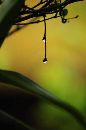 Natural lampの写真素材