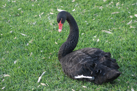 Black Swanの写真素材