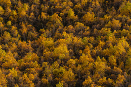 Yellow autumn trees pattern at a forest in Ushguli, Georgia