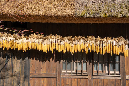 Harvest dry Corns Hanging for sun dried on a Traditional House at Saiko Iyashino Sato Nenba, Yamanashi, Japanの写真素材