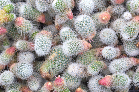Cactus is the succulent plant with many different shapes, colors, variegated and beautiful flowers....