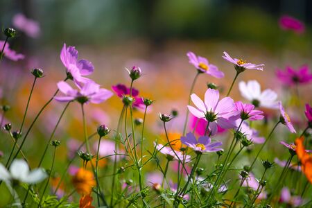 Colourful Cosmos flowers are blooming when autumn season is coming.の写真素材