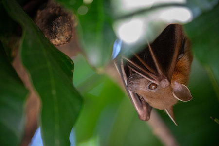 A bat is hanging down under the shade of mango tree using its wings to cover its body and to hide it from an enemy in the daytime. It eats fruits and small insects for food at nighttime.の写真素材