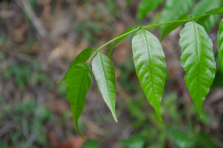 green leavesの写真素材