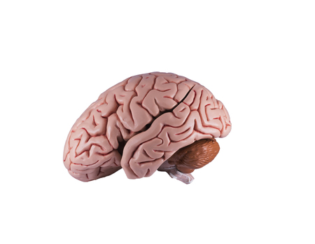 Artificial human brain model, left sided viewの写真素材
