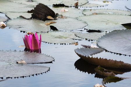 Pink lotus sinks in the water.の写真素材