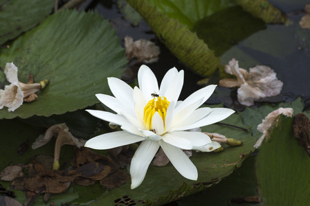 White lotus in the pond.の写真素材
