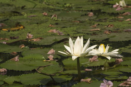 White lotus in the pond.の写真素材