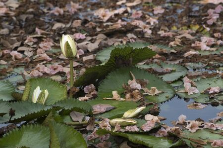 White lotus in the pond.の写真素材