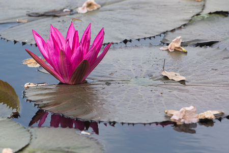 Pink lotus in the pondの写真素材
