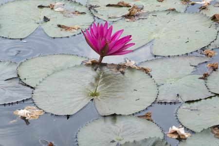 Pink lotus and Tabebuia rosea in the pond.の写真素材