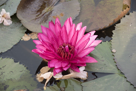 Dragon fly is on the pink lotus.の写真素材