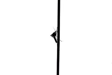 Silhouette of mosquito on the stringの写真素材