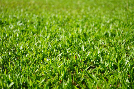 A pattern of grasses on a sunny dayの写真素材
