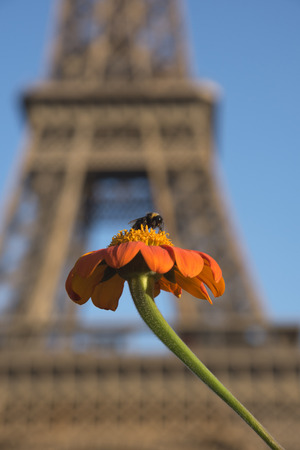 A bee sucking nectar from the beautiful orange Mexican sunflower on Eiffel tower backgroundの写真素材