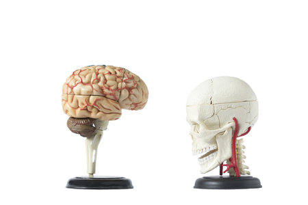 Artificial human skull model isolated from background with clipping path, side viewの写真素材