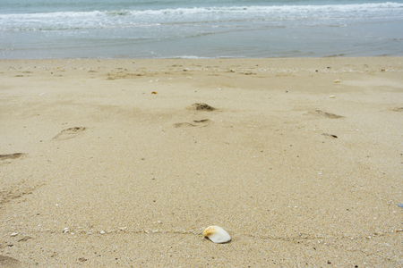 Many seashells at the beachの写真素材
