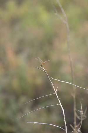 A dragonfly at the branch of tree and spider webの写真素材