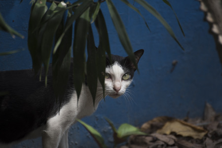 A black and white cat hiding behind the tree looking at the camera with blue backgroundの写真素材