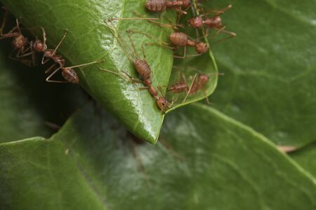 Teamwork of the ants building a nest from green leaves.の写真素材