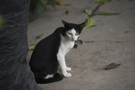 A white and black cat lis ooking suspicious at the camera.の写真素材