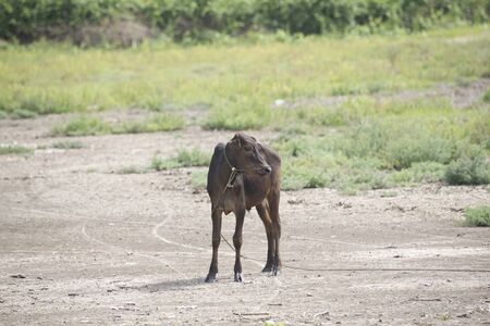 A brown cow in the field of grassesの写真素材