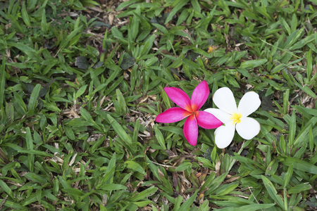 Plumeria rubra and plumeria alba flowers on the grassの写真素材