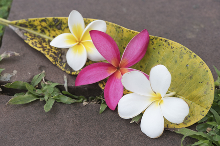 Plumeria flowers on a green leaf focused on the front flowerの写真素材