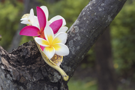 Plumeria alba, plumeria rubra flowers on the treeの写真素材
