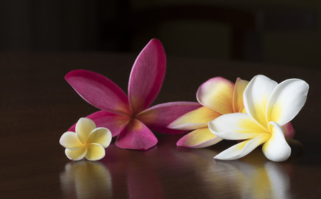 Plumeria alba and plumeria rubra flowers on the tableの写真素材