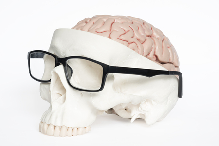 Skull and brain model with eyeglasses on the white backgroundの写真素材