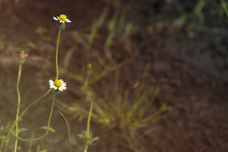 Coat button flowers in the morningの写真素材