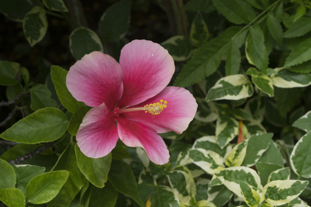 A beautiful hibiscus rosa flower in the gardenの写真素材