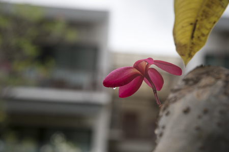 A pink plumeria flower and raindropsの写真素材