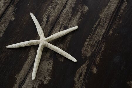 A white starfish shell on the wooden backgroundの写真素材