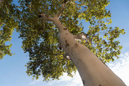 Maple tree in the park looking from belowの写真素材