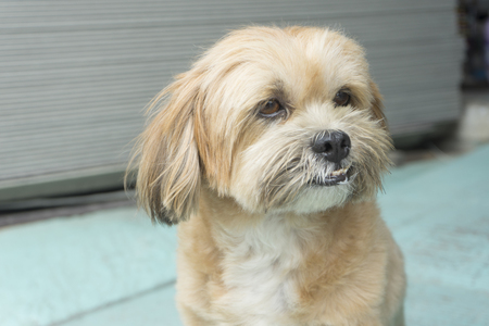 A cute little brown dog sitting at the front doorの写真素材